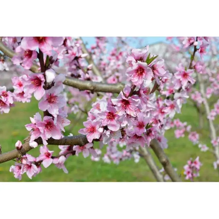 ［先行予約］≪秀品≫桃 6～9玉入り　和歌山県産　日川、白鳳、清水白鳳、川中島等