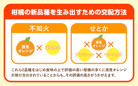 清見オレンジ 5kg ときわオンライン《2027年1月中旬-4月上旬頃出荷》 和歌山県 紀の川市 フルーツ 果物 清見 オレンジ 柑橘 送料無料