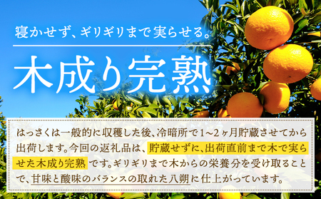 はっさく 皮むきに便利なムッキーちゃん付き 約5kg ときわオンライン【先行予約】《2026年10月上旬-2027年2月中旬頃出荷》 和歌山県 紀の川市 フルーツ 果物 八朔 柑橘 送料無料