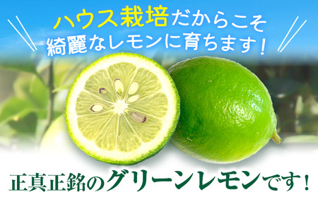 グリーンレモン 約5kg ときわオンライン【先行予約】《2026年10月上旬-2027年2月末頃出荷》 柑橘 和歌山県 紀の川市 フルーツ 果物 レモン グリーンレモン 檸檬 送料無料