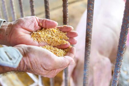 うるまの海ぶた　切り落とし（計2.0kg）