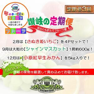 【定期便3回Bコース】 フルーツ セット 定期便 ( いちご 約250g × 4パック & シャインマスカット 1房 約600g以上 & みかん 約5kg × 3ヶ月 ) ｜産直あきんど 坂出産 創業100年