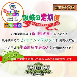 【定期便3回Dコース】 フルーツ セット 定期便 ( 桃 約2kg & シャインマスカット 1房 約600g以上 & みかん 5kg × 3ヶ月 ) ｜産直あきんど 坂出産 創業100年