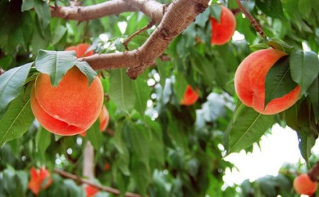 《先行予約 2026年度発送》【山形県産】白桃5kg(小玉20～25玉) もも モモ 桃 デザート フルーツ 果物 くだもの 果実 食品 山形県 FSY-2501