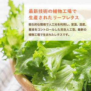 レタス ピュアリーフ 6個入り リーフレタス 栽培期間中 無農薬 新鮮 サラダ 最新植物工場レタス