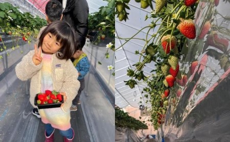 先行予約 いちご 古都華 約270g × 2パック フルーツ 果物 旬 産地直送 旬のフルーツ 旬の果物 お取り寄せ おやつ デザート 希少 ことか 苺 冷蔵 kotoka 奈良 奈良県 BN001
