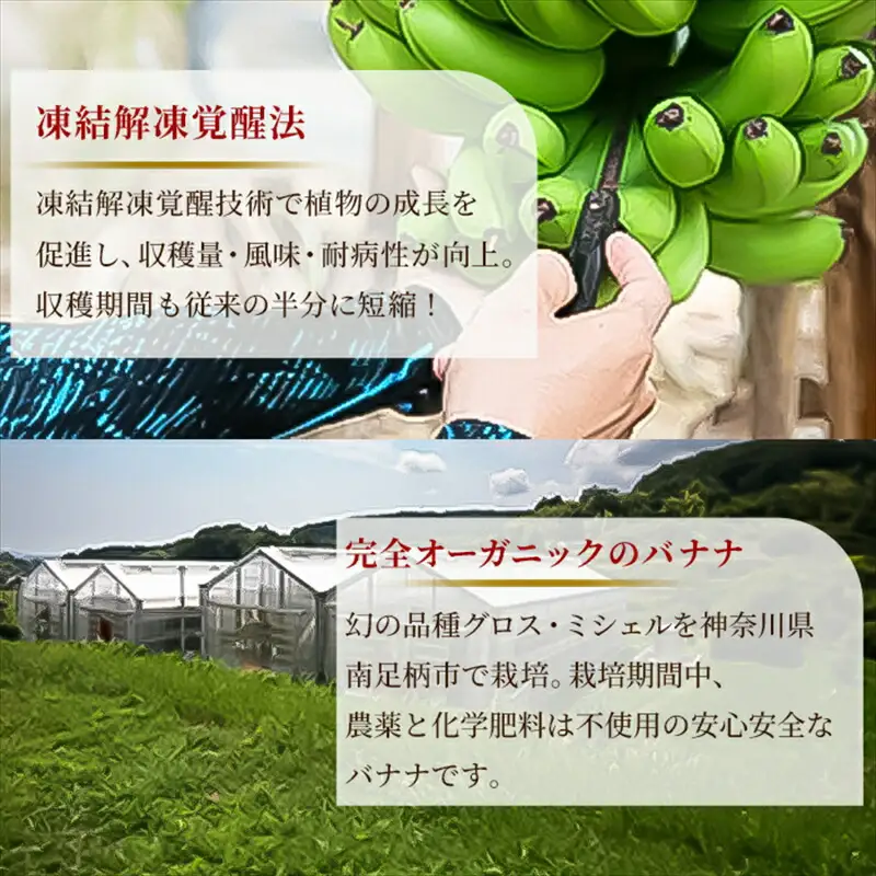 南足柄産国産バナナ スペシャル(栽培期間中農薬不使用）5本セット