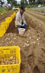 2026年 収穫  種子島 中園ファーム 新 じゃがいも Mサイズ 10kg　NFN398【350pt】