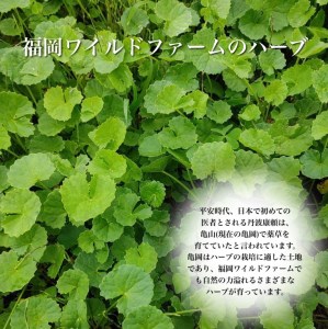 天然ハーブのリキュール『蛇谷(じゃだに)』720ml