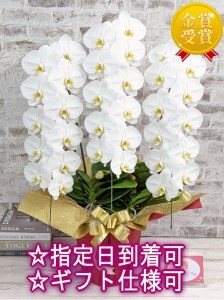 B102 【金賞受賞】スタンダード鳴滝清流胡蝶蘭3本立
