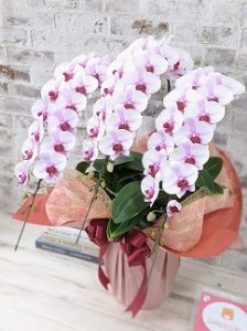 B100【農林水産大臣賞受賞品種】ミディ系ピンク胡蝶蘭！『乙姫（おとひめ）』3本立