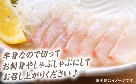 対馬 マダイ 3枚おろし 約1.2kg [WAD005] 刺身 真鯛 まだい 半身 アラ 鯛 たい 鯛しゃぶ 
