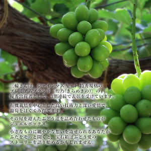 ぶどう 2026年 先行予約 ジュエルボックス 皮ごと食べることのできる 葡萄 4～5品種 詰合せ 約2kg ブドウ 葡萄 岡山県 赤磐市産 国産 フルーツ 果物 ギフト 三輪果樹園 岡山のぶどう 食べ比べ 
