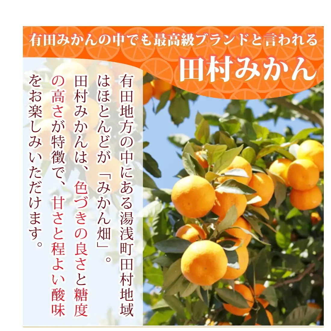 G7342_【2026年先行予約】高級ブランド 田村みかん 約5kg【家庭用 訳あり】