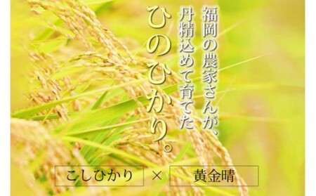 R7年度産 米 5kg 発送当日に精米します 小郡産 特A 特別栽培米 ひのひかり　白米 コメ 福岡県 お米 精米 ご飯 ごはん ヒノヒカリ国産 国産米 グルメ 食品