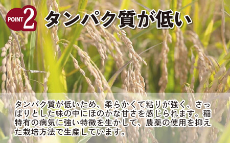 米 令和7年産 彩のかがやき 10kg (5kg×2袋) | 白米 米 桜国屋