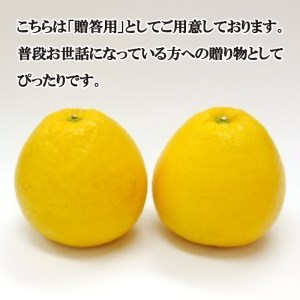 贈答用 河内晩柑 愛南ゴールド 10kg 河内晩柑 吉田農園
