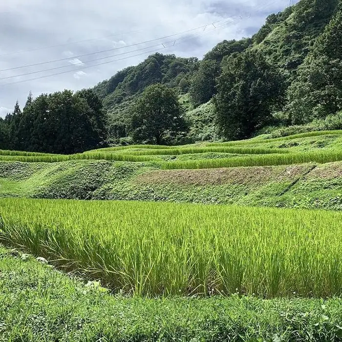 南魚沼塩沢コシヒカリ【西山の天水田米】精米10kg(5kg×2)【銘柄米 ブランド米 精米 こしひかり コシヒカリ 魚沼産 新潟米 産地直送 お米 米 こめ コメ ご飯 御飯 ごはん】