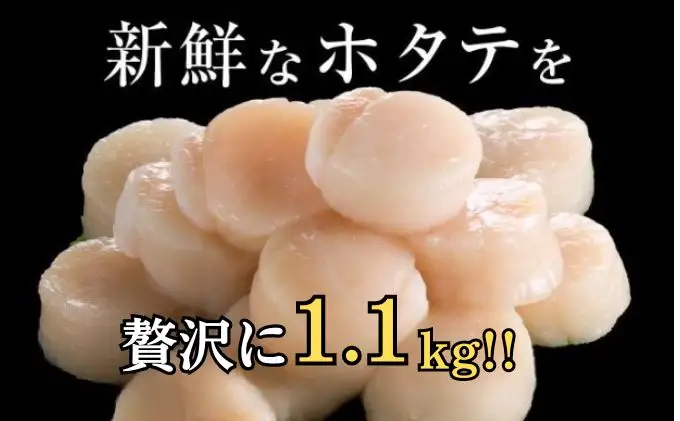 【 2ヵ月 定期便 】北海道 訳あり 冷凍 帆立 貝柱 1.1kg (各回1.1kg×2ヶ月分,合計約2.2kg)  刺身 新鮮 魚貝類 
