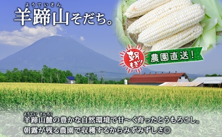 【 2026年 発送 】 北海道産 とうもろこし 計12本 L-2L サイズ混合 ロイシーコーン 大きめ 旬 朝採り 新鮮 トウモロコシ 甘い 夏野菜 とうきび お取り寄せ 産地直送 野菜 しりべしや 送料無料 
