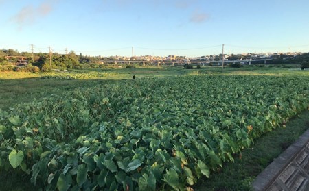金武町特産「笑う芋」田芋（ターンム） 芋　芋　芋　田芋　いも　たいも　田いも　ターム　もちもち　アレンジ　揚げ　タームパイ　田芋パイ 