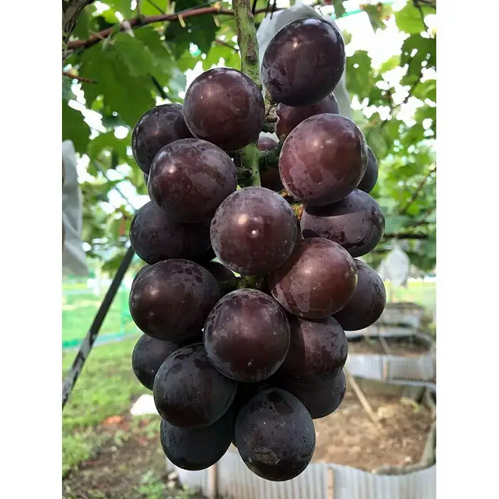 朝採り 旬のぶどう 3色食べ比べ詰合せ 1.5kg～1.7kg(シャインマスカット入り)【2026年発送】