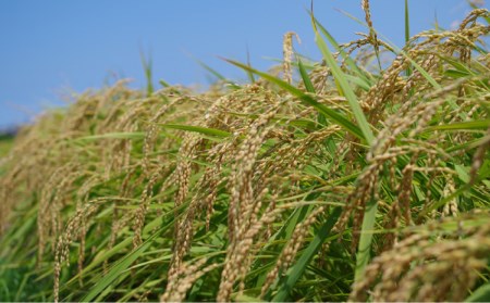 福吉産・山つきの 減農薬米 ・2kg × 3品 種（ ヒノヒカリ 、 夢つくし 、 ミルキークイーン ）セット《糸島》【二丈赤米産直センター】 [ABB010]