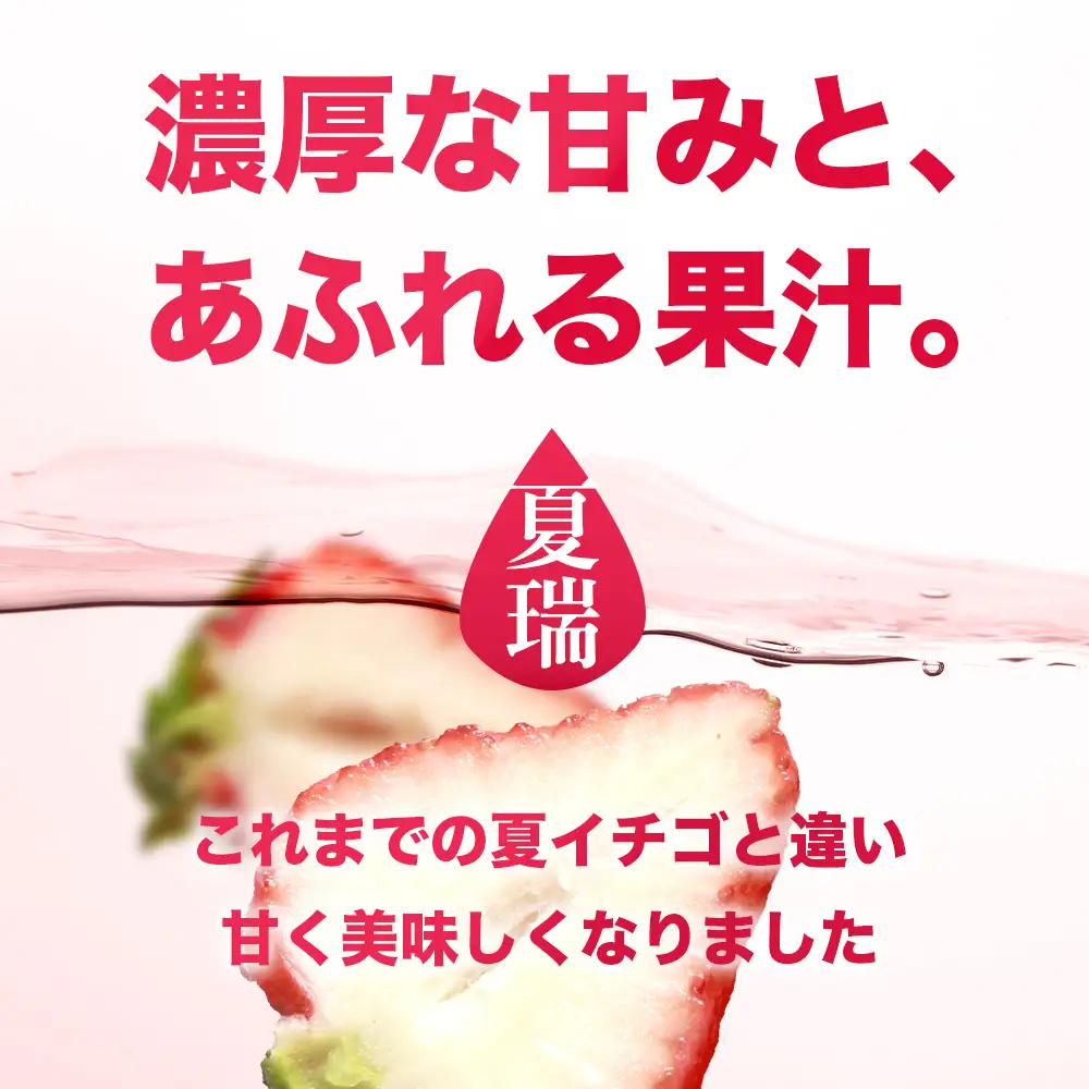 2026年産 先行予約【夏イチゴ】奇跡のひと粒「夏瑞」4パックセット