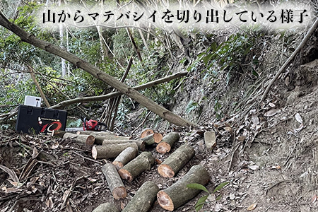 【千葉県富津産】十六代目儀右エ門の薪「マテバシイ」約20kg（未乾燥）