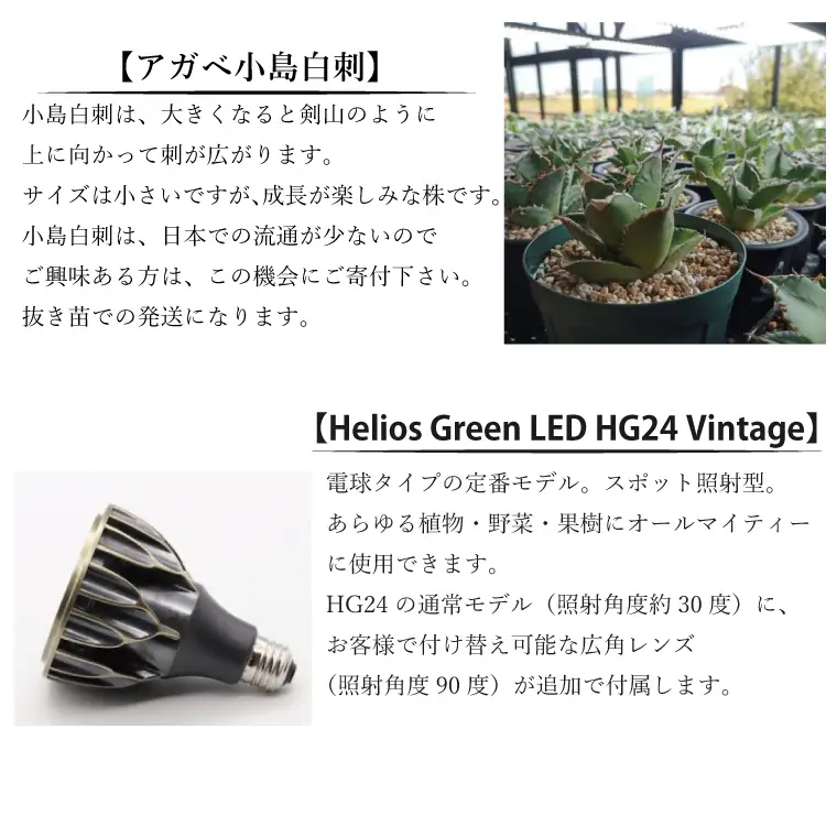 BN012-1　お部屋の癒し　観葉植物「アガベ（小島白刺）」と植物育成ライト「ヘリオスグリーンLED（ヴィンテージ）」の2点セット