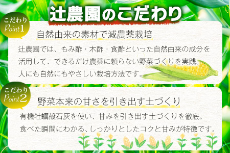 予約受付【限定30セット】 スイートコーン （ゴールドラッシュ） 10～12本入 朝採れ とうもろこし トウモロコシ 野菜 糖度17~18℃以上 鹿島市産 佐賀県産 春 夏 旬【2025年6月上旬～順次発送】 B-319