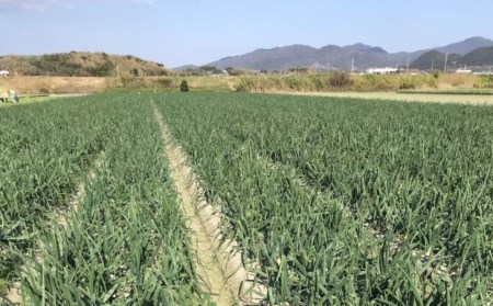 新玉ねぎ　淡路島南あわじ市 3kg 早生　◆配送4月下旬～5月下旬