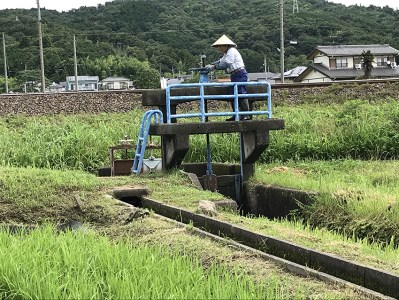 ≪令和8年産先行予約≫ ハツシモ 精米 5kg｜精米