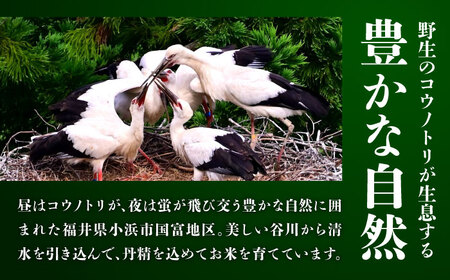 【令和7年度産】福井県産 こしひかり 白米 10kg / 米 白米 精米 小浜市 / お米のきたろう [BFBW001] 