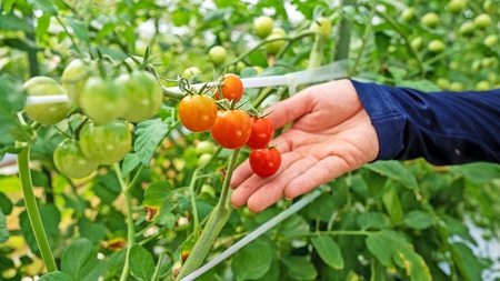 【一週間以内に発送】宗像とれたて　野菜・たまごセット【オアシス】_HA0778