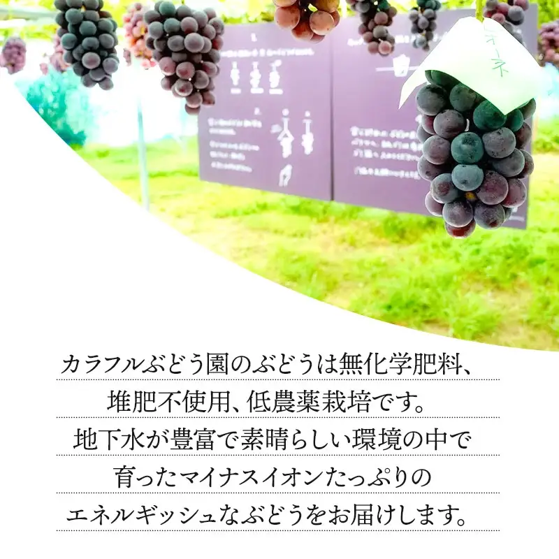 【令和8年産先行予約】贈答用に　大粒選りすぐり　最高級ぶどう ギフトボックス【小】18粒入 高級3品種 詰合せ（手詰め）　カラフルぶどう園 