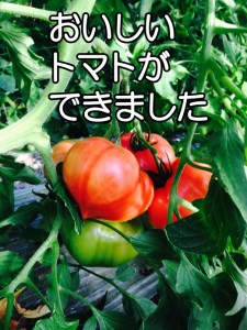 トマト専用メーデル培養土　20L×2袋・A149-14