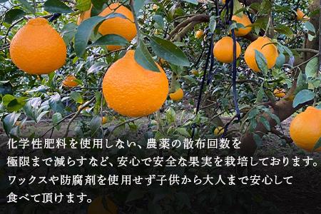 『先行予約』【令和9年2月中旬より順次発送】唐津産 不知火(琥珀) 約5kg(約16～20玉) デコポン でこぽん ミカン みかん 柑橘 フルーツ 果物