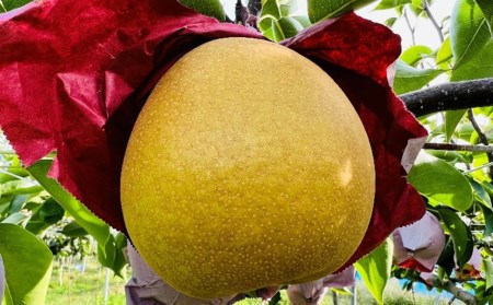 先行予約 和梨 王秋 自家用 約5kg 令和8年度 新潟県 三条市産 三条果樹専門家集団