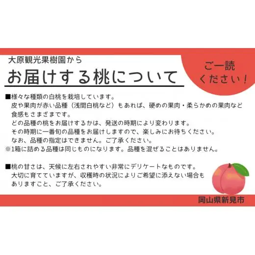 草間台の朝採れ白桃1箱 約3kg 8玉 【先行予約 7月下旬から発送】