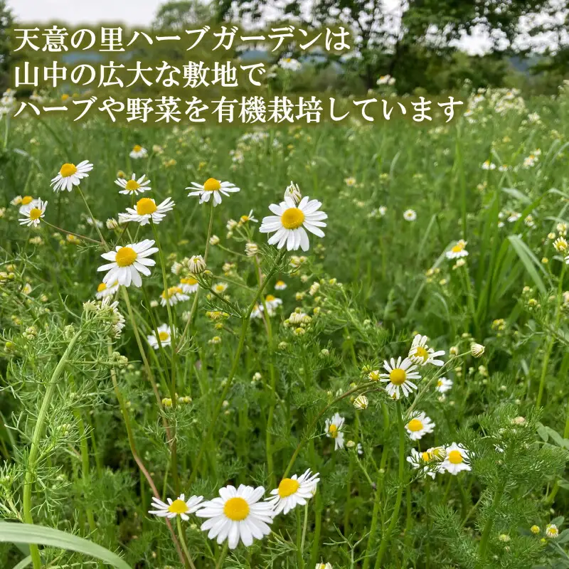 ハーブの塩セット　AI021_003