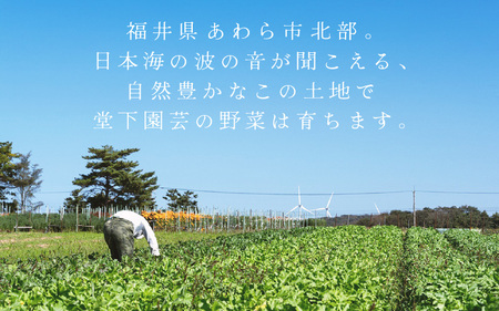 【先行予約】農家直送 秋野菜セット 1箱 7品目以上 《元気に育った新鮮野菜！》／ 福井 あわら市 季節 秋 野菜 ボックス BOX セット セレクト 農家 おまかせ 多品目 旬 詰め合わせ ※2026年10月下旬以降発送 [aw028-a010]