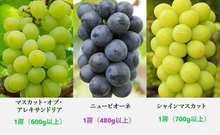 ぶどう 定期便 2026年 先行予約 晴れの国 岡山 の ぶどう定期便 3回コース