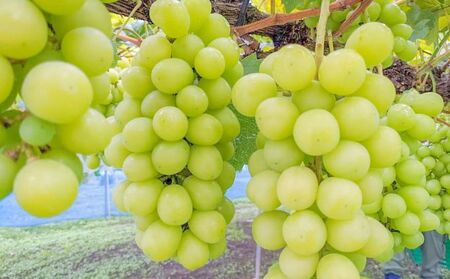 【2026年先行予約】 訳あり 種あり巨峰 & シャインマスカット 約1.8kg  (4~6房) 株式会社野の香 |  種あり巨峰