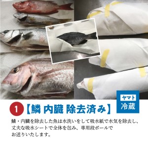 S059-017A_【鱗 内臓 除去済み】 天草わくわく便 まるごと鮮魚セット