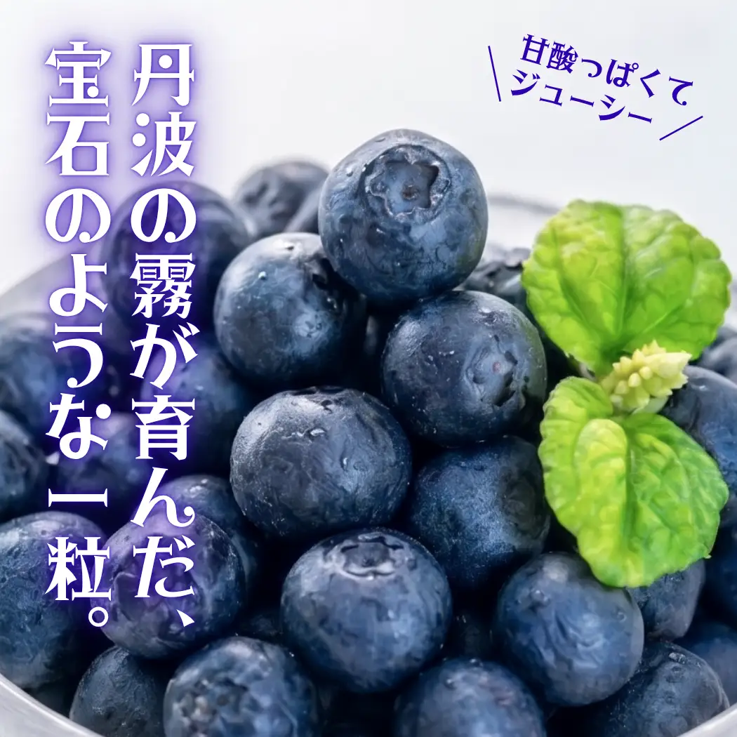 ブルーベリー 生果実 1kg 先行予約 生ブルーベリー 無農薬 丹波市産 7月下旬発送