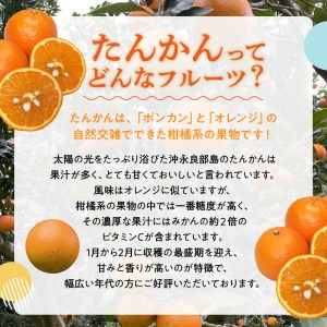 南の島の春を告げる香り豊かなたんかんケーキ！ W021-008u 冷凍 加工品 スイーツ