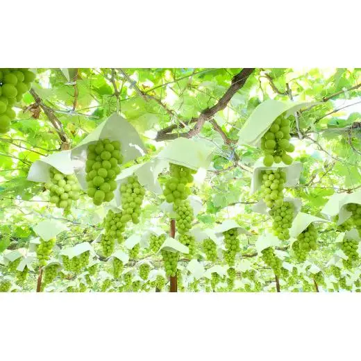 【2026年収穫分先行予約】果実の楽園まきぱらの特選シャインマスカット(種なし)約1.8kg(3房)