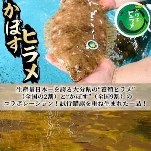  かぼすヒラメ (1尾・約1kg前後) ひらめ 平目 直送 漁師 養殖 魚 鮮魚 白身魚 獲れたて 刺身 煮つけ 唐揚げ 塩焼き 冷蔵  国産 大分県 佐伯市 蒲江産【CX02】【大分県漁業協同組合】