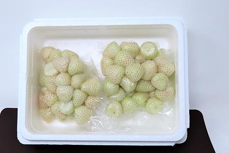 唐津産 冷凍白いちご「雪うさぎ」500g×2袋(合計1kg) 真空包装 加工品用 苺 イチゴ 希少 果物 フルーツ